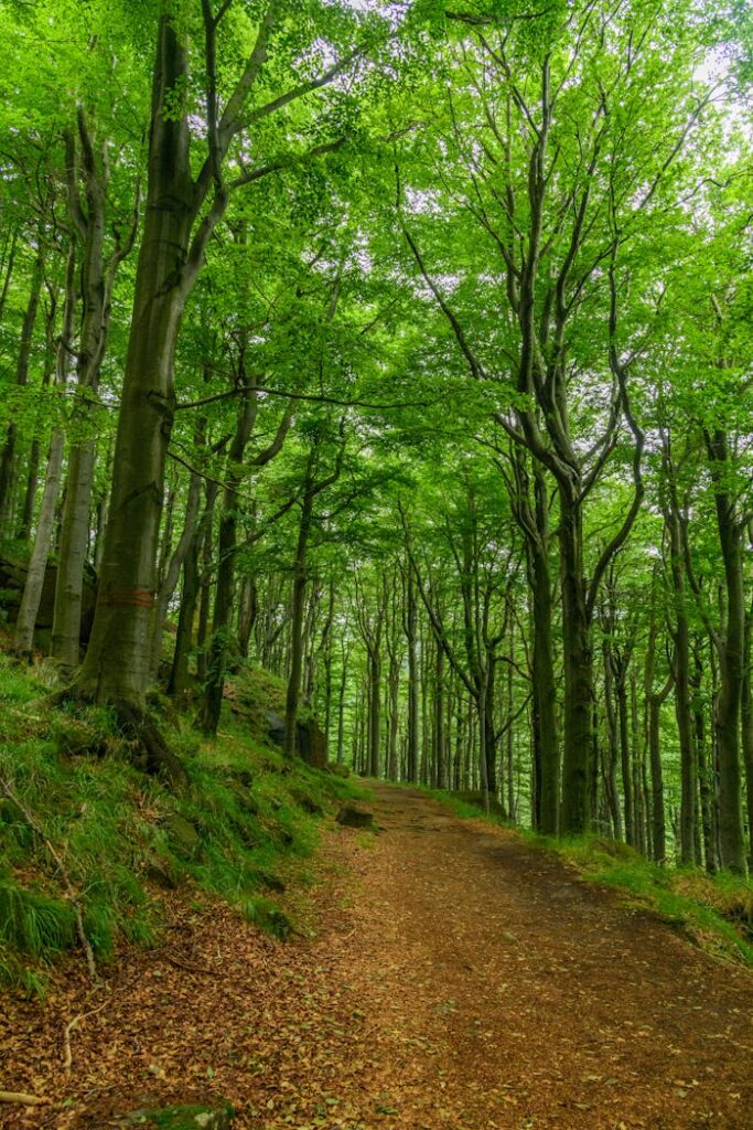 Explore a serene forest pathway surrounded by towering green trees.