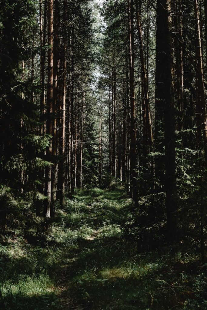 Explore a tranquil forest path in Finland, surrounded by lush trees and natural beauty.